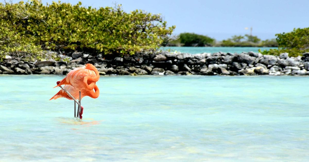 Aruba to Bonaire