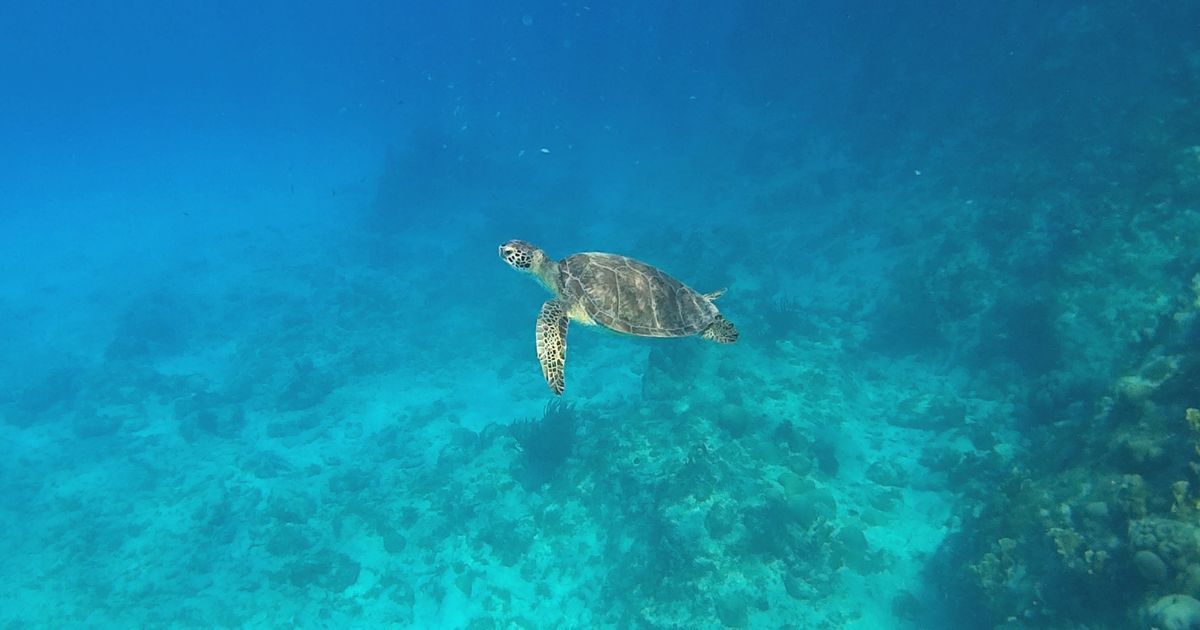 Curaçao turtle snorkeling