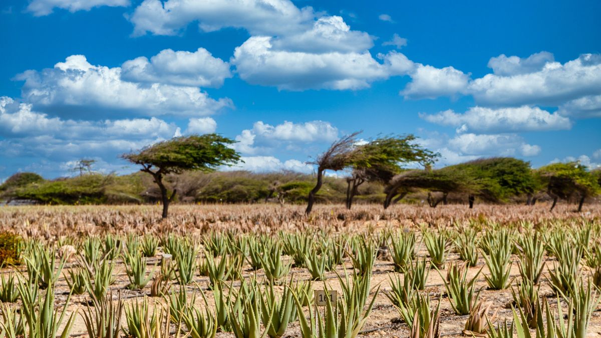 Aruba Aloe Products Guide