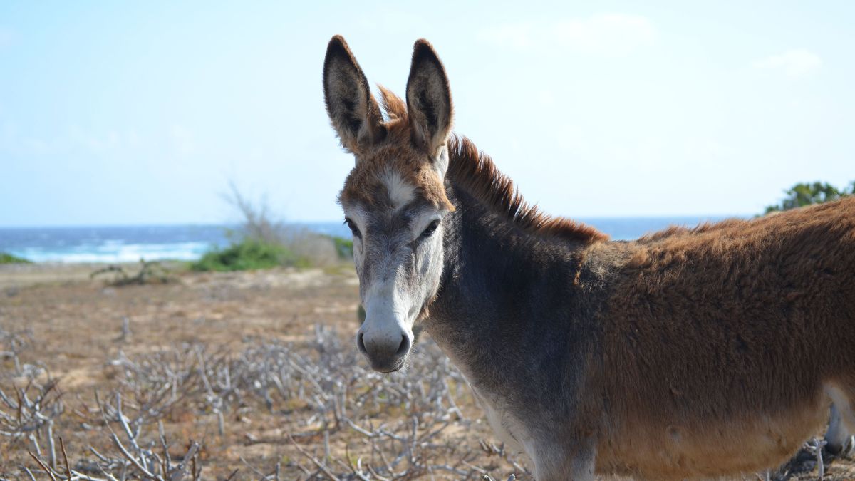 Donkeys at Donkey Sanctuary Aruba in Santa Cruz