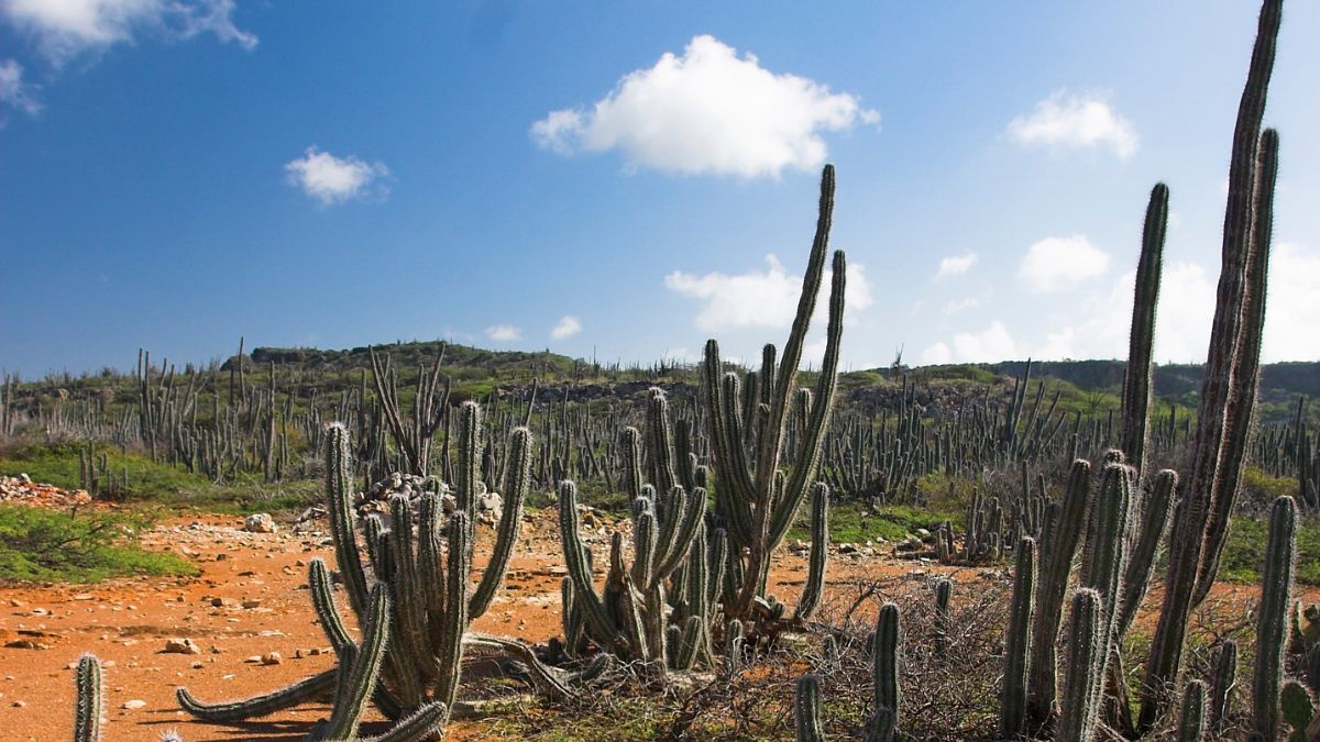 Bonaire weather and cactus landscape