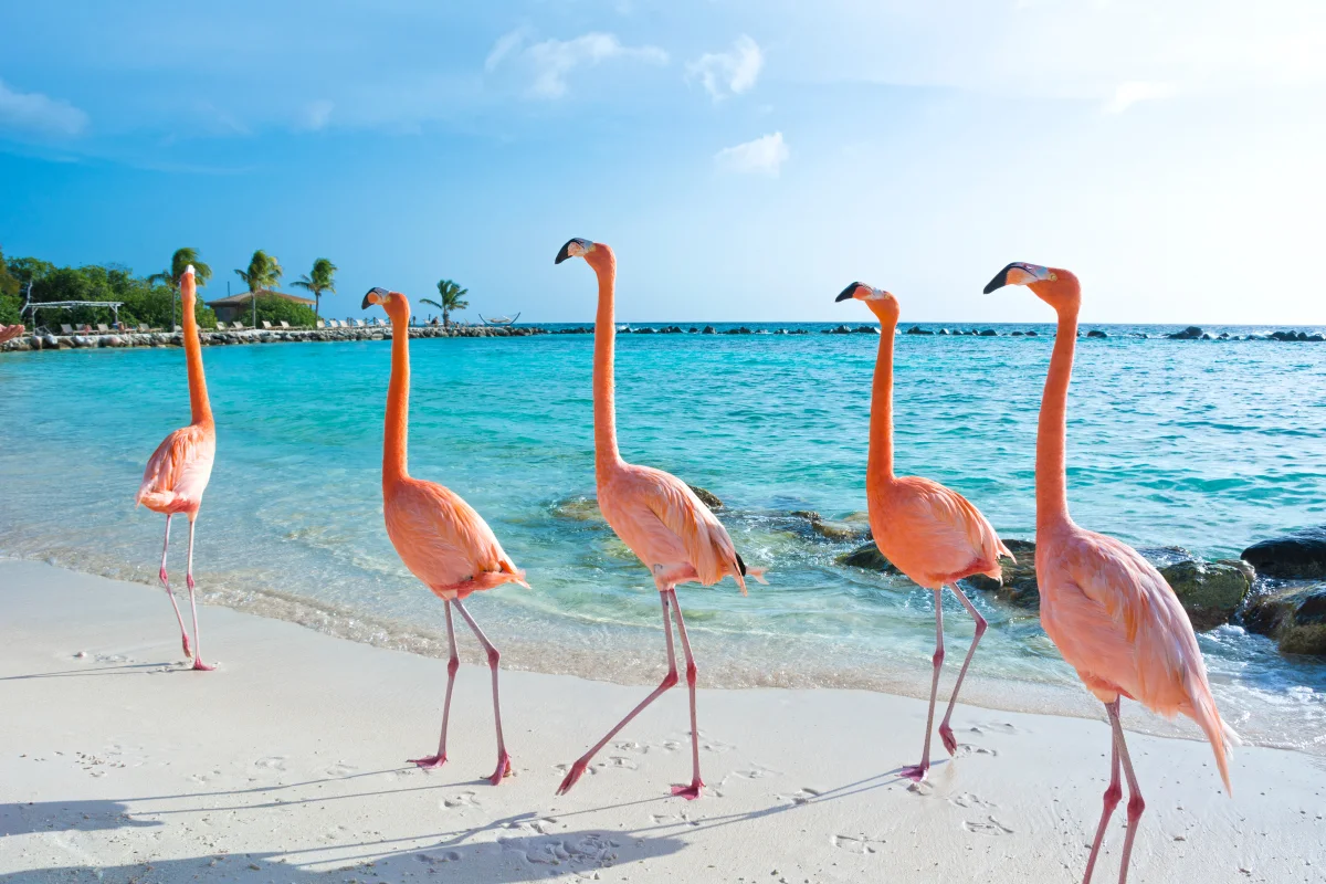 Family-friendly flamingo experience in Aruba