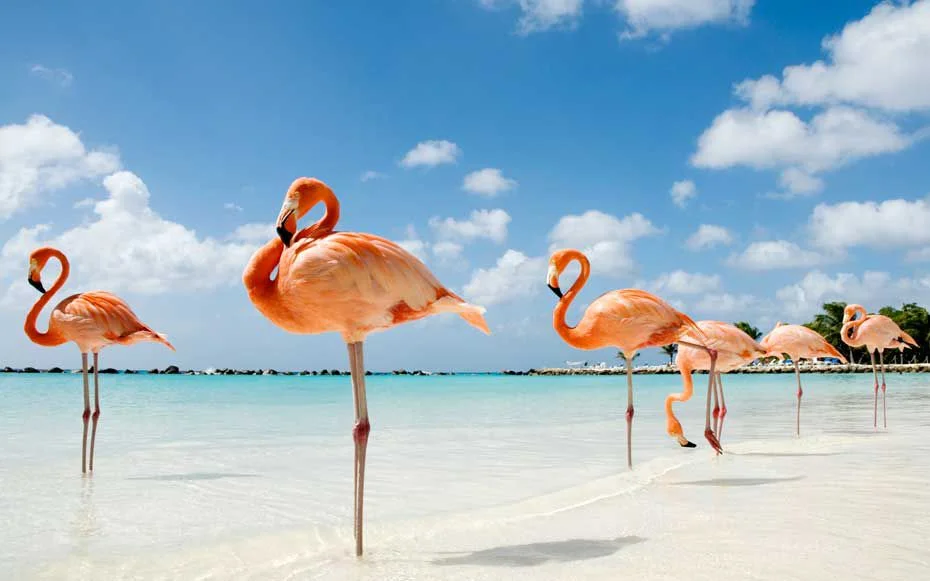 Flamingos on De Palm Island Aruba