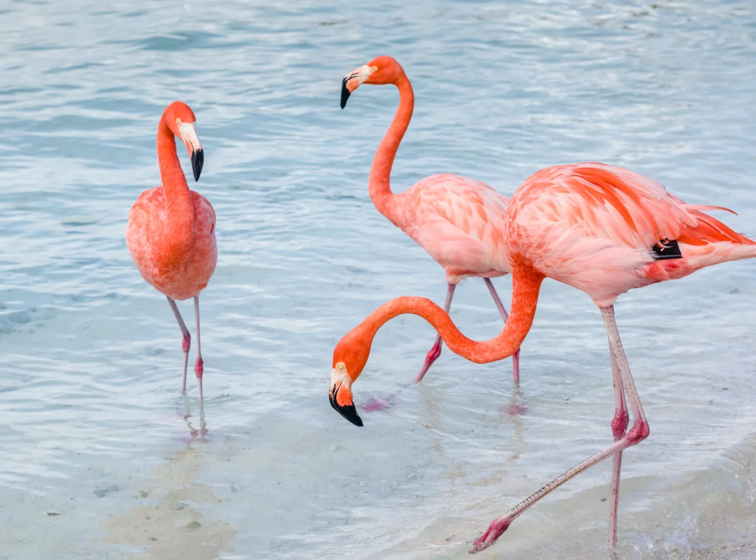 Flamingo Beach at Renaissance Private Island Aruba