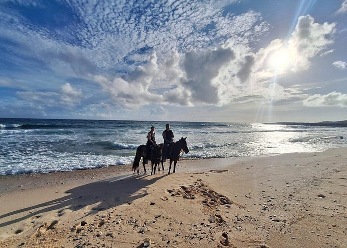 Aruba Horseback Riding Tour For Advanced Riders