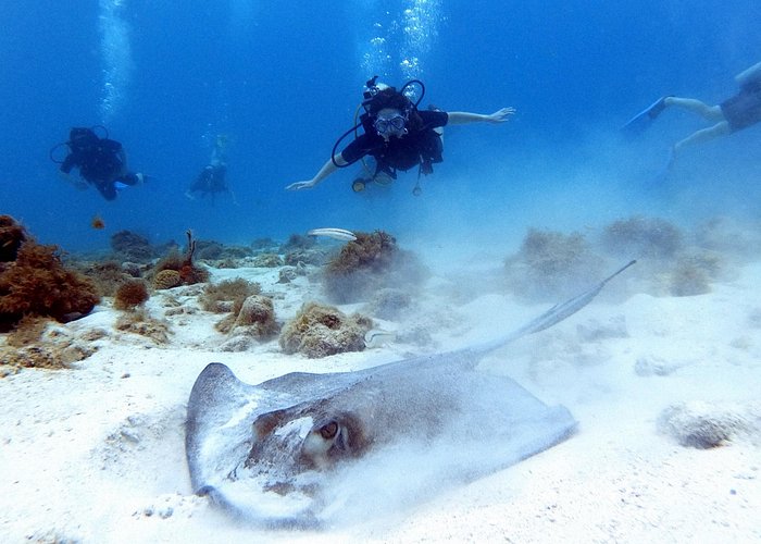 Private Scuba Dive with guide/Photographer (Certified divers)