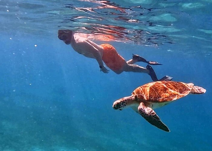 Private Turtle Spotting Snorkeling Excursion in Aruba