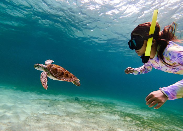 Turtle Snorkeling Tour in Tres Trapi, Aruba